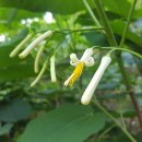 하하도트 네이버블로그