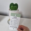 반려식물키우기 이미지