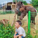 썸데이아이윌 | 대구 아이랑 카페 포니 2마리가 사는 이색카페