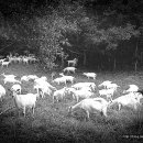 우리목장 이미지