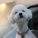 바오그루밍 이미지