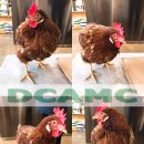 덕천동물의료센터 이미지