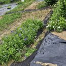 하은농장 이미지