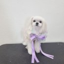 비주얼펫살롱 이미지