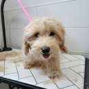 비니펫살롱 이미지