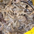 강태공민박 | 충남 보령 회변항 뉴경진호 주꾸미 낚시 후기(채비,보관법,조황까지)