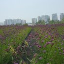 모산공원 Daum카페