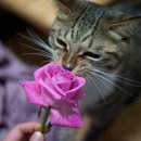 꽃냥이네 이미지