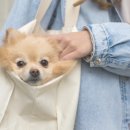 부산강아지분양 브라비펫 | 부산 강아지분양, 브라비펫 펫스테이션점에서 만나볼까요?