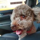 그루밍 나나 이미지