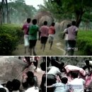 코끼리PC 이미지