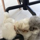 강아지 왈츠 | 더왈츠 앤 조이피아 강남 내돈내산 후기, 서울 케이펫페어 다녀온 후 방문해봤어요