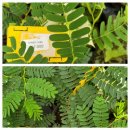 타마린드 이미지