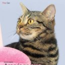 CAT 이미지