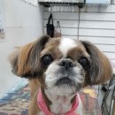 오늘도귀엽개 이미지