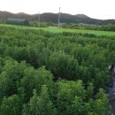 노을지는농장 이미지