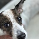 뽀송뽀송 애견미용 이미지