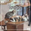 아가마미 고양이카페 :: 수원 영통역 고양이 카페