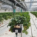 고향뜰 농장 이미지