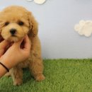 안녕 댕댕아 이미지