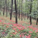 꽃무릇공원 이미지