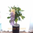 사파동386 이미지