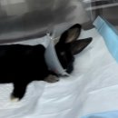 수완종합 동물병원 이미지