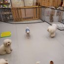 청순하개 이미지