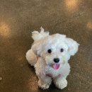 댕케이크 이미지