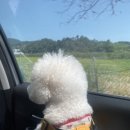 레스트펫카페테리아 | [부산/경남] 부산근교 울산애견운동장 '레스트펫' 애견글램핑 솔직후기