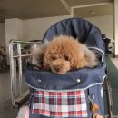 해피올동물병원 이미지