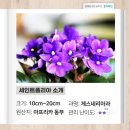 세인트폴리아 이미지