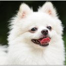 물병원 네이버블로그