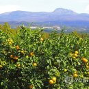 김선호농장 이미지