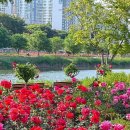 장미축제 이미지