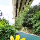 2026.06.26 팔손이 잎 이미지