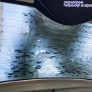 자동차용품 썬팅마트 이미지