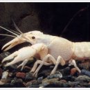 블루펄 이미지