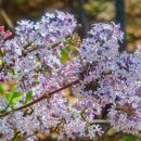 과수원길 이미지