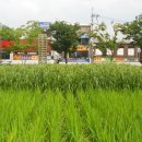 상가농장 이미지