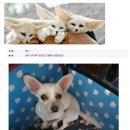 여우 이미지
