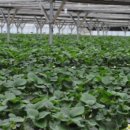 땡큐베리팜 이미지