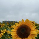 해바라기집밥 이미지