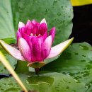 CHERISH GOLDEN 이미지