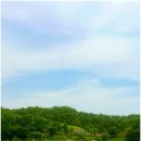 공주-14 | 공주 샤스타데이지 명소 미르섬