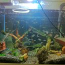 (주)펫둥이 이미지