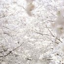 장안벚꽃길 이미지