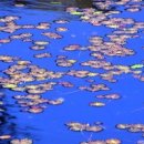 민들레여행 이미지