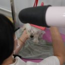 내사랑 강아지 이미지