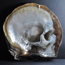 Pearl Shell 네이버블로그